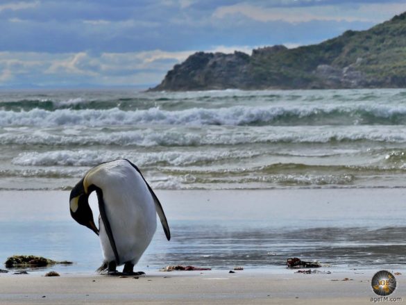 Königspinguin (Aptenodytes patagonicus) Königspinguin putzt sich Stewart Island Rakiura Neuseeland Reise
