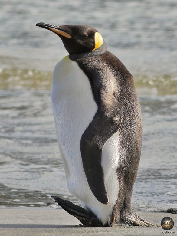 Der Königspinguin ruht sich aus und klappt die Füße nach oben.