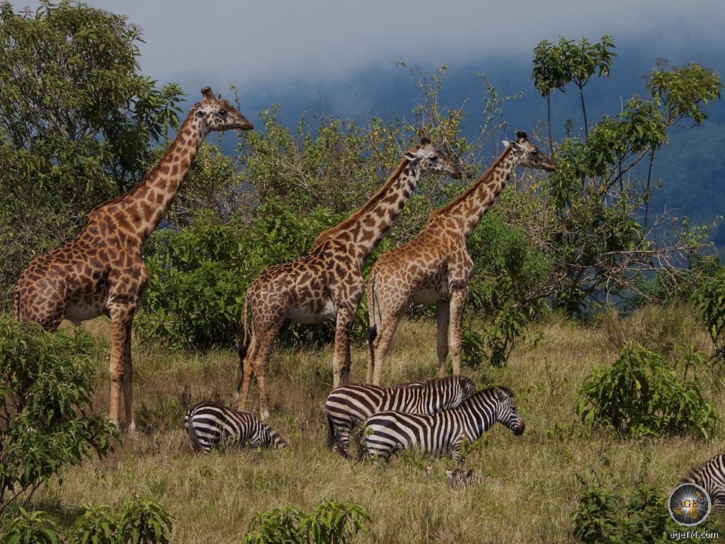 Massai-Giraffen (Giraffa tippelskirchi) und Steppenzebras (Equus quagga) Nationalpark Ngorongoro Krater Tansania Afrika