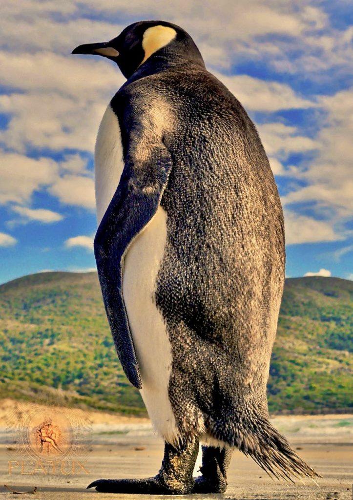 PLATUX Art Königsblick - Königspinguin (Aptenodytes patagonicus) Stewart Island Rakiura Neuseeland Foto-Kunstwerk