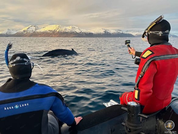 Schnorcheln mit Orcas und Buckelwalen in Skjervoy - Walbeobachtung mit Lofoten-Opplevelser in Norwegen