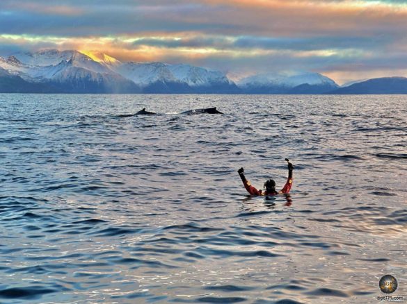 Schnorcheln mit Orcas und Buckelwalen in Skjervoy - Walbeobachtung mit Lofoten-Opplevelser in Norwegen