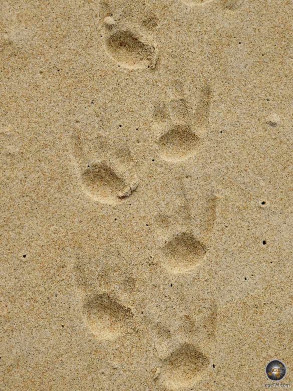 Pinguin Spuren im Sand - Fußabdrücke eines Königspinguins.