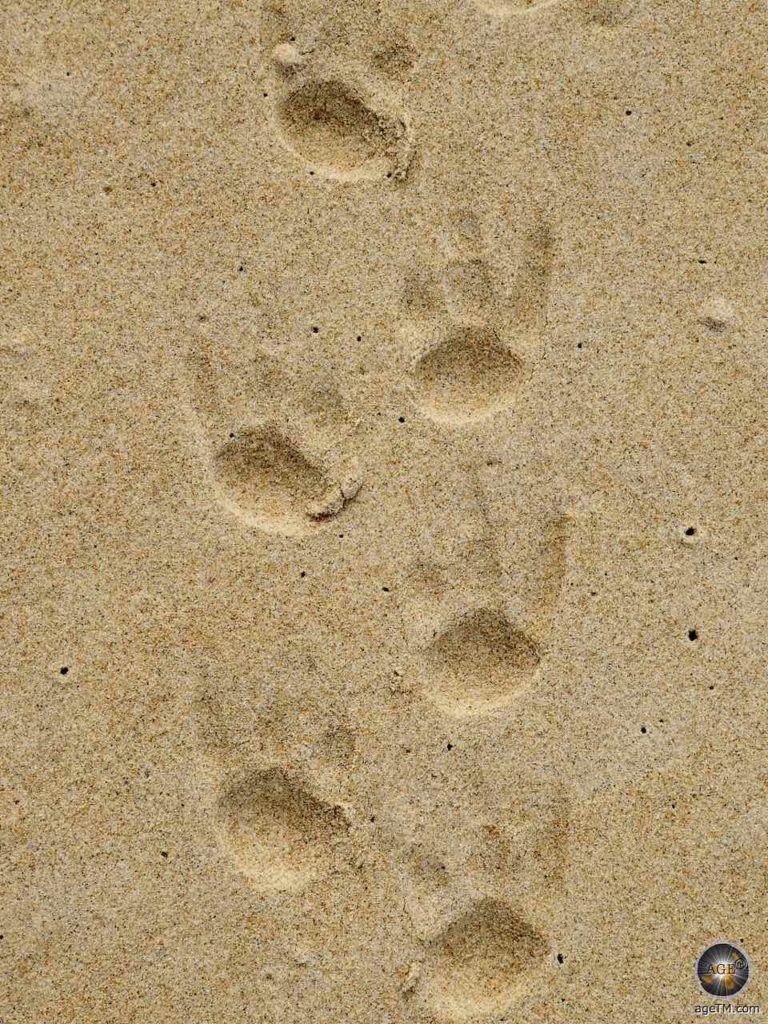 Pinguin Spuren im Sand - Fußabdrücke eines Königspinguins.