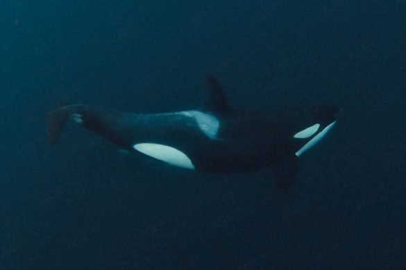 Wandernder Orca (Orcinus orca) Unterwasseraufnahme beim Schnorcheln mit Orcas in Skjervoy Norwegen