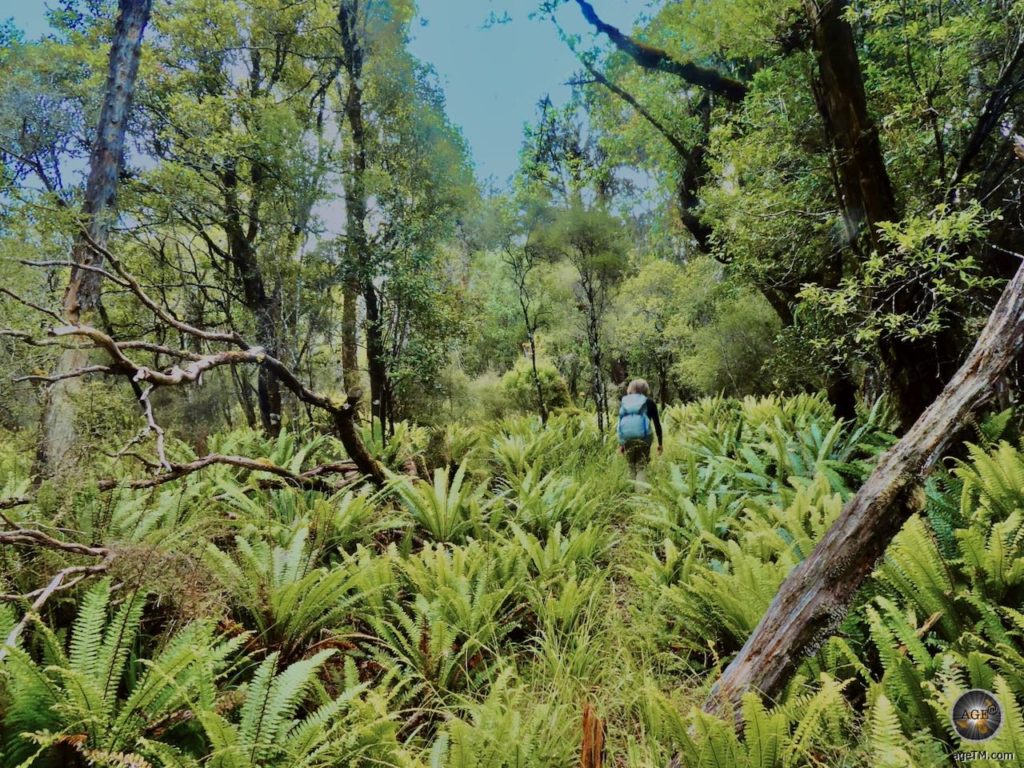 Wanderung auf Stewart Island durch leuchtend grüne Farne und wilde Wälder