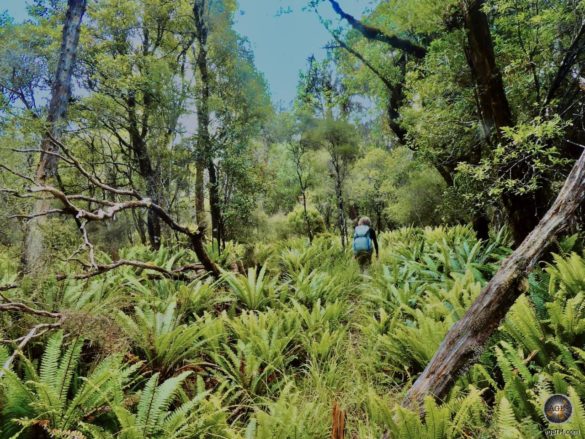 Wanderung auf Stewart Island durch leuchtend grüne Farne und wilde Wälder