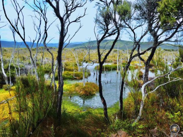 Wanderung im Hochmoor auf Stewart Island Rakiura Trekking Neuseeland