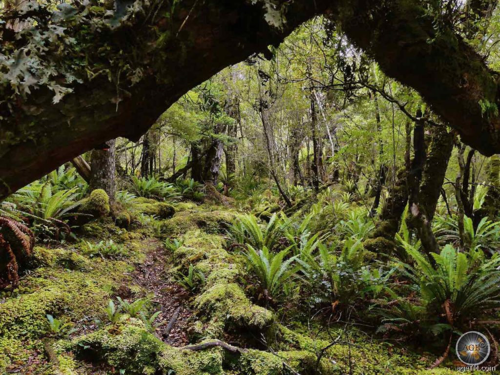 Wanderung im Wald auf Stewart Island Rakiura Trekking Urlaub in Neuseeland