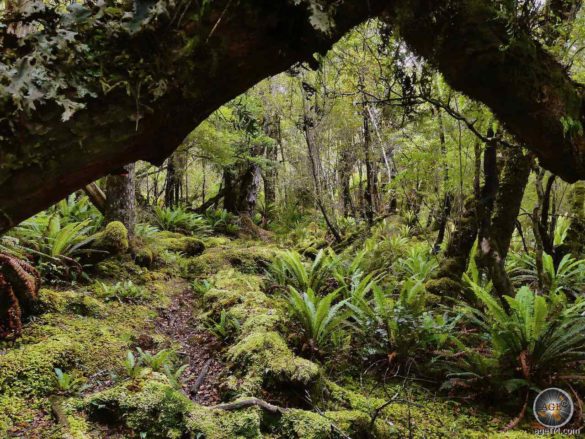 Wanderung im Wald auf Stewart Island Rakiura Trekking Urlaub in Neuseeland