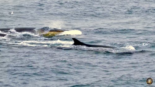 Finnwale (Balaenoptera physalus) Nahaufnahme Antarktis Expedition Kreuzfahrt Sea Spirit