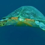 Beobachtung von Meeresschildkröten 36 Im Komodo Nationalpark hast Du gute Chancen Meeresschildkröten zu treffen.