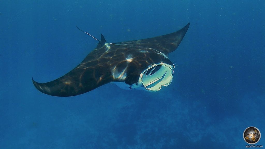 Riffmanta (Mobula alfredi - Manta alfredi) Schnorcheln und Tauchen im Komodo Nationalpark Indonesien