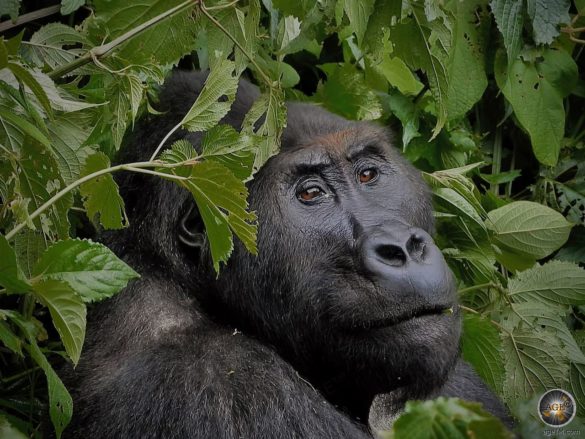 Gorilla Portrait - Östlicher Flachlandgorilla (Gorilla beringei graueri) Gorilla Trekking Kahuzi-Biega Nationalpark Demokratische Republik Kongo