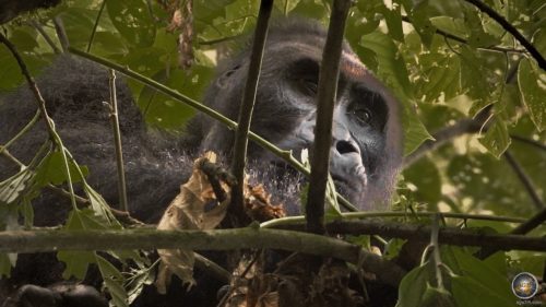 Östlicher Flachlandgorilla auf einem Baum im Kahuzi-Biega Nationalpark, DRC