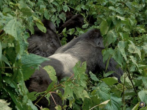 Der Silberrücken zieht mit seiner Gorilla-Familie durch den Dschungel.