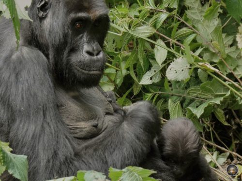 Weiblicher Östlicher Flachlandgorilla. Wer genau schaut, sieht den Kopf des Babys in ihrem Schoß.