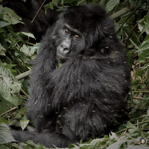 Gorilla Jungtier im Kahuzi-Biega Nationalpark, DRC