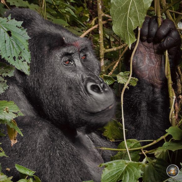 Männlicher Östlicher Flachlandgorilla (Silberrücken) beim Fressen