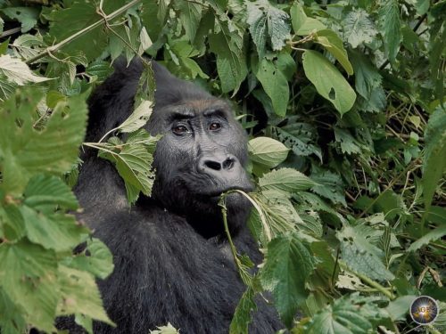 Ein Östlicher Flachlandgorilla (Gorilla beringei graueri) im Kahuzi-Biega Nationalpark frisst Blätter.