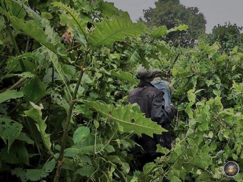 Der Ranger geht mit seiner Machete beim Gorilla-Trekking