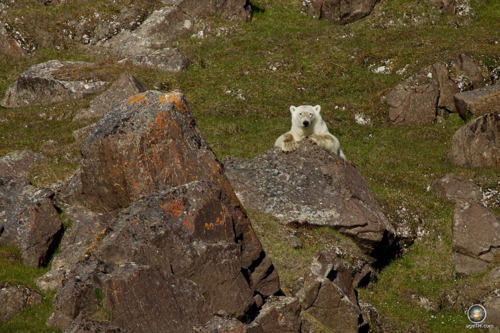 Polarbär blickt auf der Insel Edgeøya hinter einem Fels hervor, Svalbard