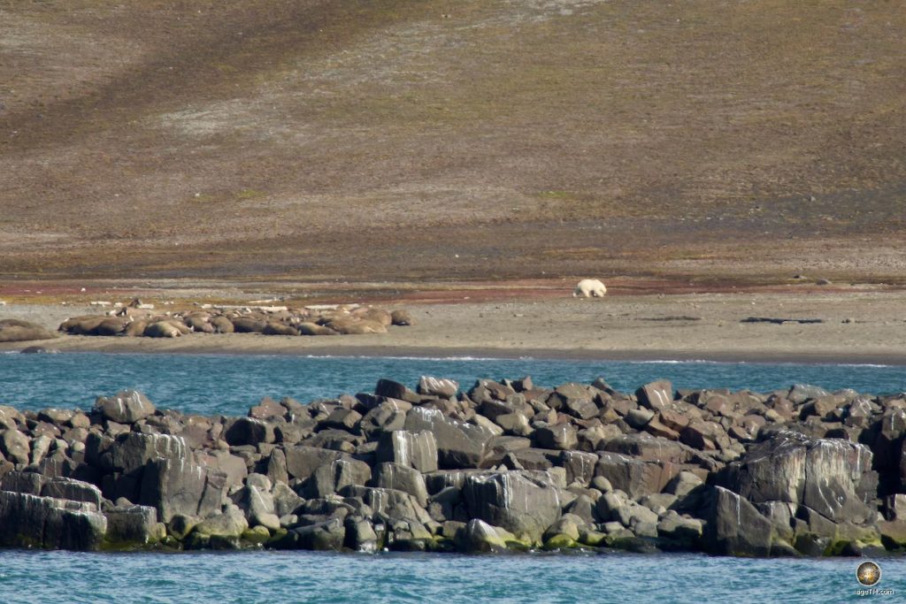 Eisbär (Ursus maritimus) und Walrosse (Odobenus rosmarus) in Svalbard bei Kapp Lee Edgeøya Svalbard Spitzbergen