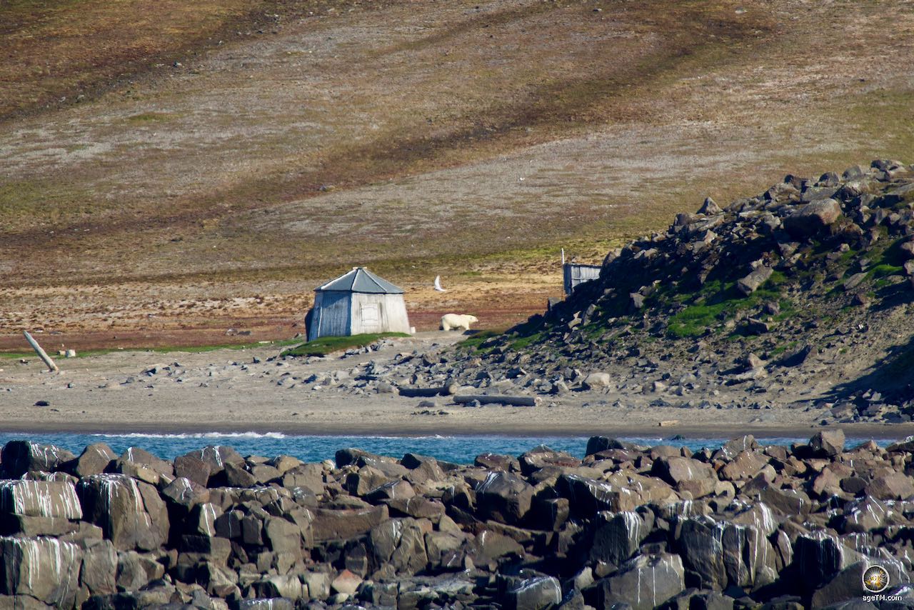 Eisbärensichtung vom Expeditionsschiff Sea Spirit neben einer Hütte am Kapp Lee Edgeøya Svalbard Arktis