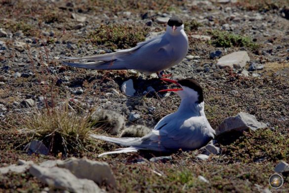 Küstenseeschwalben (Sterna paradisaea) Arctic Terns beschützen ihre Küken und Nester in Ny-Ålesund Svalbard