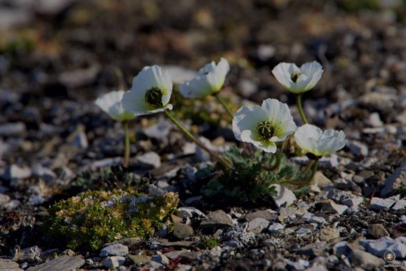 Spitzbergenmohn Svalbard-Mohn arctic poppy ( papaver dahlianum) bei Forschungsstation Kinnvika Nordaustlandet Svalbard