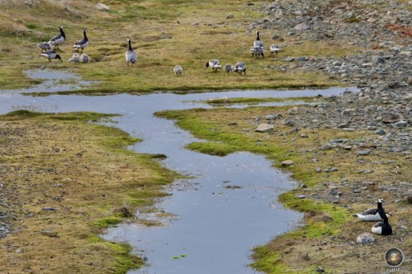 Svalbard Longyearbyen - Weißwangengänse Nonnengänse (Branta leucopsis) in Spitzbergen