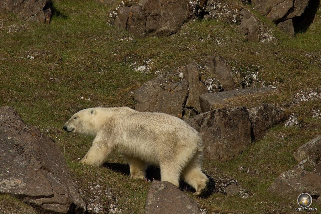 Eisbär (Ursus maritimus) im Sommer in Svalbard, Tiere der Arktis