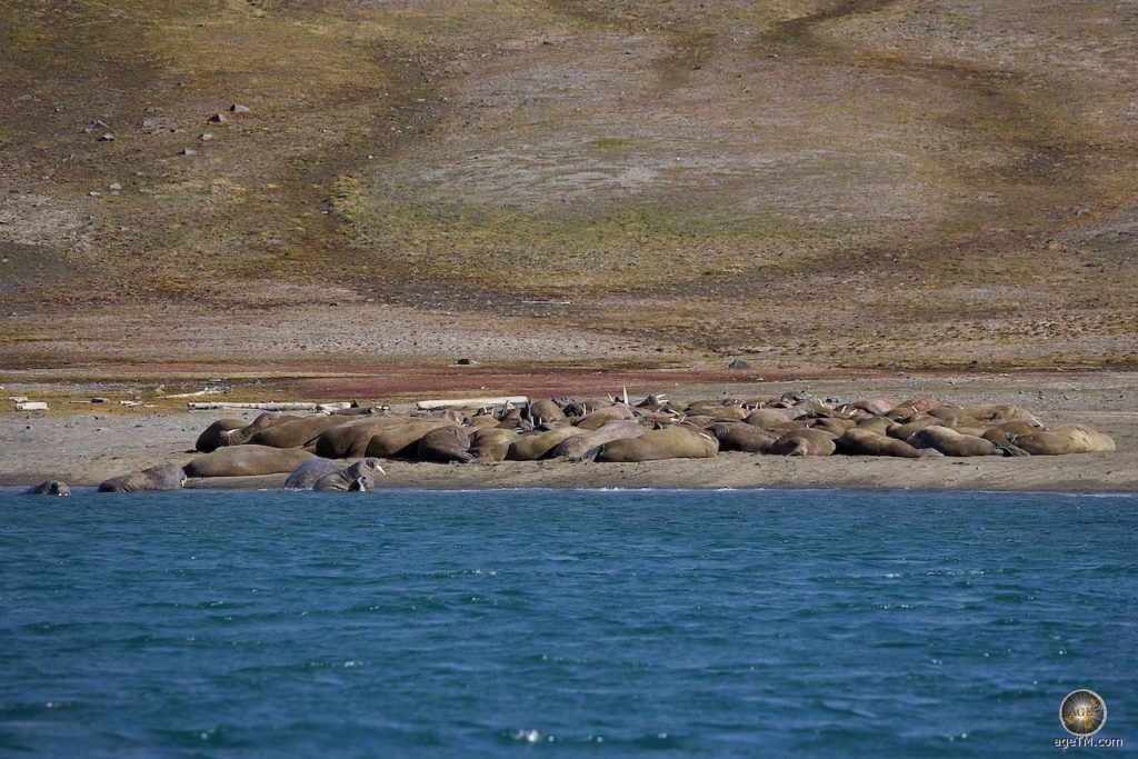 Walross-Kolonie bei Kapp Lee auf der Svalbard-Insel Edgeøya