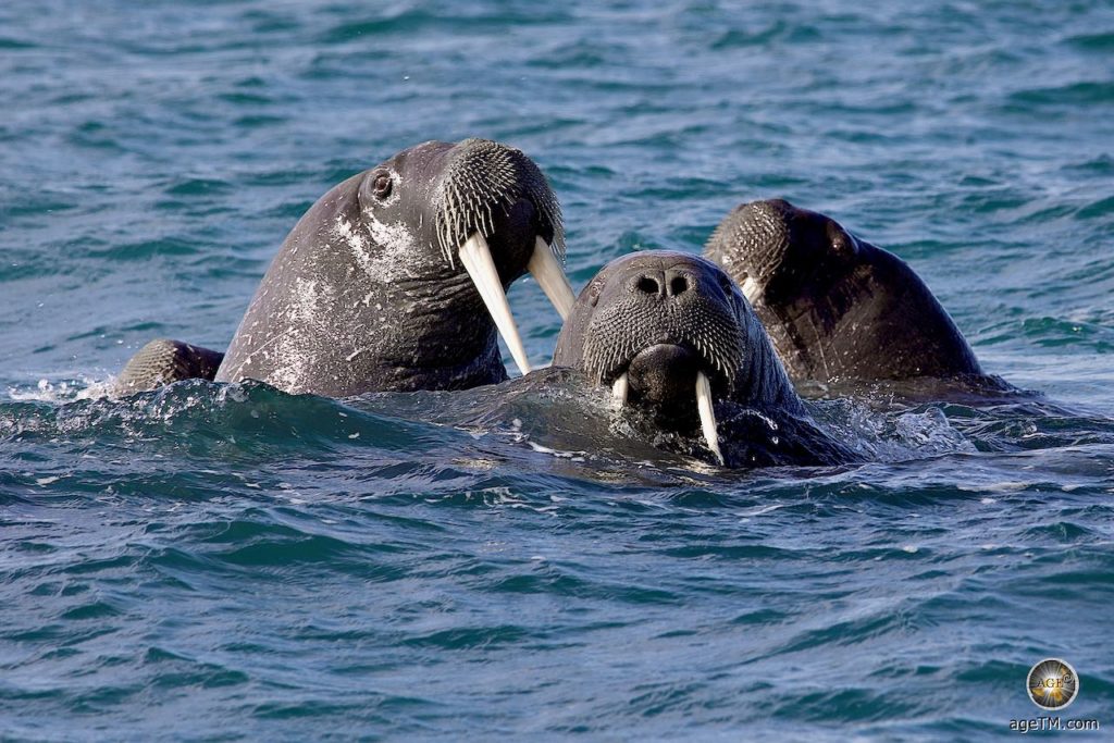 Tiere der Arktis - Walrosse (Odobenus rosmarus) in Svalbard - Tierbeobachtung