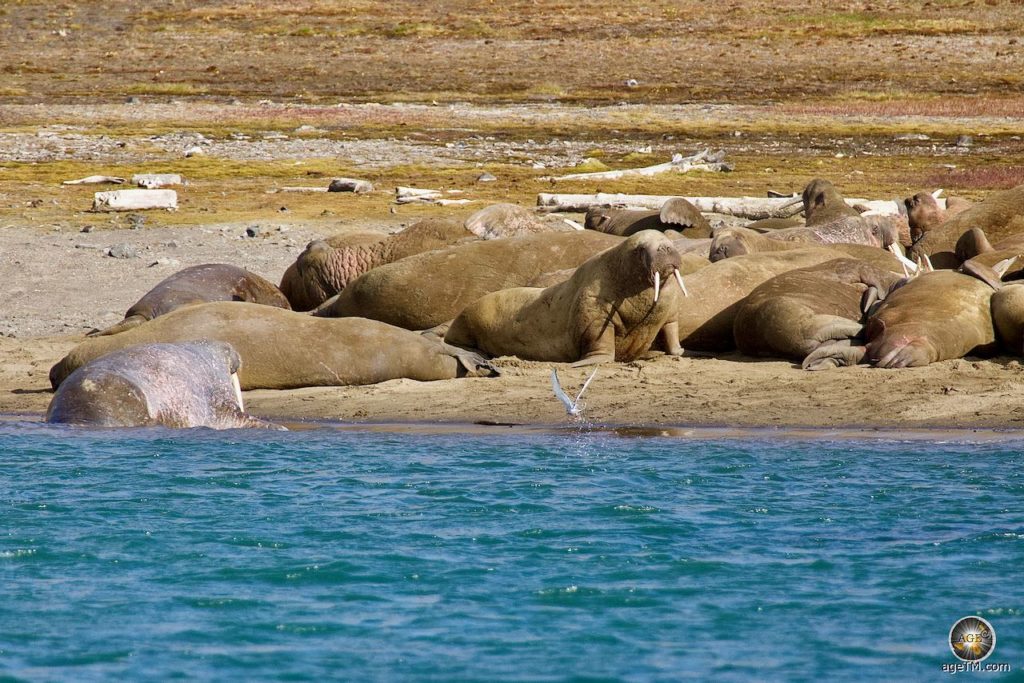 Walrosse wärmen sich am Kapp Lee auf, bevor sie ins Wasser zurückkehren