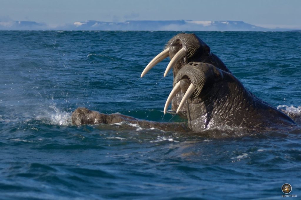 Walrosse (Odobenus rosmarus) in Svalbard, Tiere der Arktis