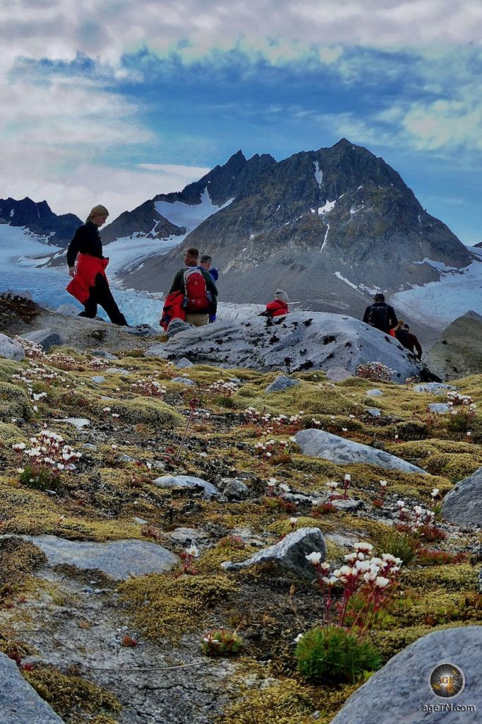 Tundra mit arktischen Blumen - Wanderung von Gravneset zum Gullybreen Gletscher