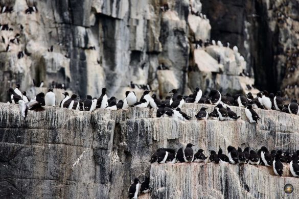 Brütende Dickschnabellummen auf dem Vogelfelsen Alkefjellet