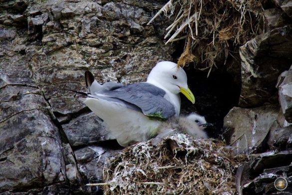 Dreizehenmöwe (Rissa tridactyla) Dreizehenmöwe mit Küken, Vogelfelsen Kapp Waldburg