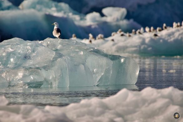 Dreizehenmöwe (Rissa tridactyla) Kittiwake auf klarem, altem Gletschereis des Monacobreen
