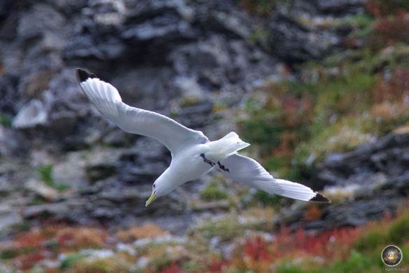 Dreizehenmöwe (Rissa tridactyla) Dreizehenmöwen (Rissa tridactyla) Kittiwake im Flug - Svalbard Tierwelt Spitzbergen - Tiere der Arktis