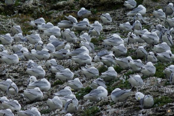 Dreizehenmöwen (Rissa tridactyla) Kittiwake-Kolonie Vogelfelsen Kapp Waldburg Barentsøya - Svalbard Barents Island - Tiere der Arktis