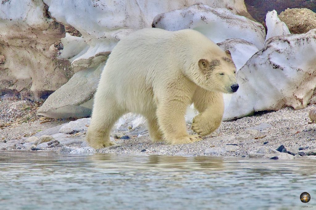 Eisbär (Ursus maritimus) am Strand von Wahlbergøya- Tiere der Arktis - Polarbär Polar Bear Svalbard Spitzbergen