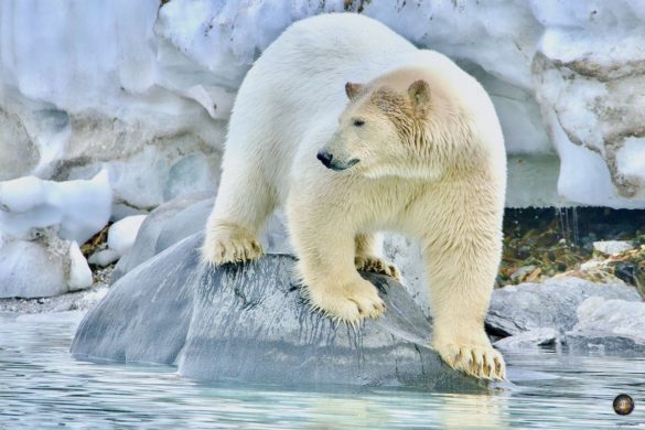 Eisbär (Ursus maritimus) Polarbär Tierfoto - Tiere der Arktis - Polar Bear Svalbard Wahlbergøya Hinlopenstrasse Spitzbergen