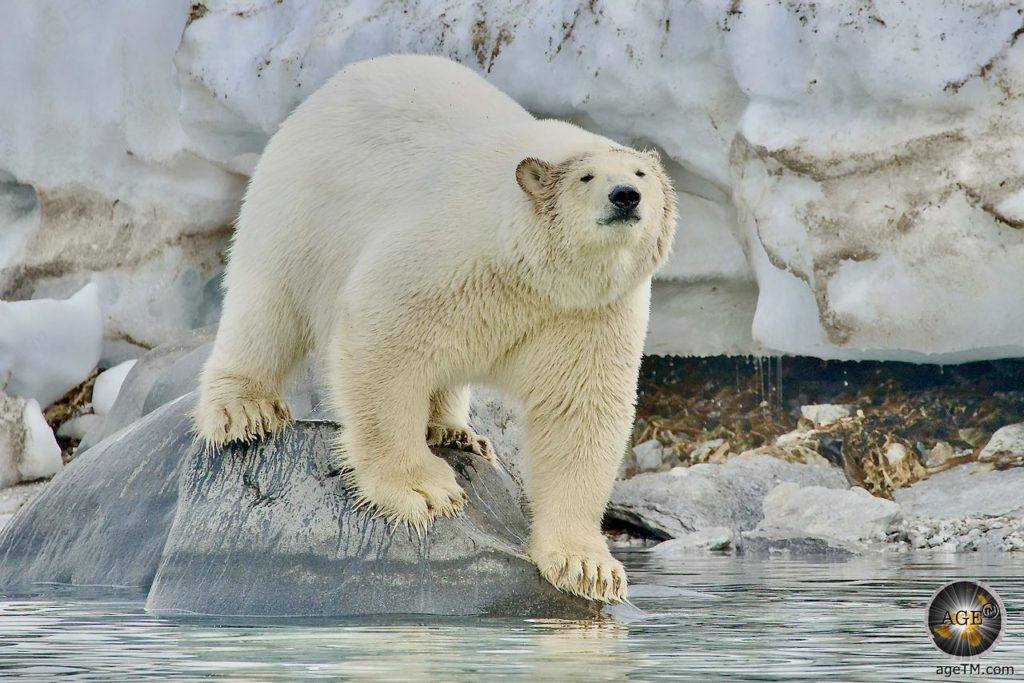 Eisbär (Ursus maritimus) Tiere der Arktis - Polar Bear Svalbard Wahlbergøya Hinlopenstrasse Spitzbergen