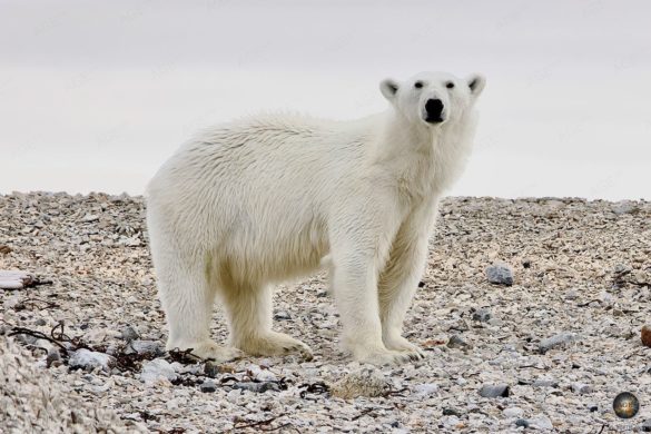 Eisbär (Ursus maritimus) Tierfotografie - Tiere der Arktis - Polar Bear Svalbard Insel Visingøya Murchisonfjord Hinlopenstrasse Spitzbergen