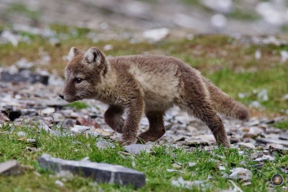 Junger Polarfuchs (Vulpes lagopus) Schneefuchs Eisfuchs Arktischer Fuchs - Tiere der Arktis - Kapp Waldburg Barentsøya Svalbard Barents Island
