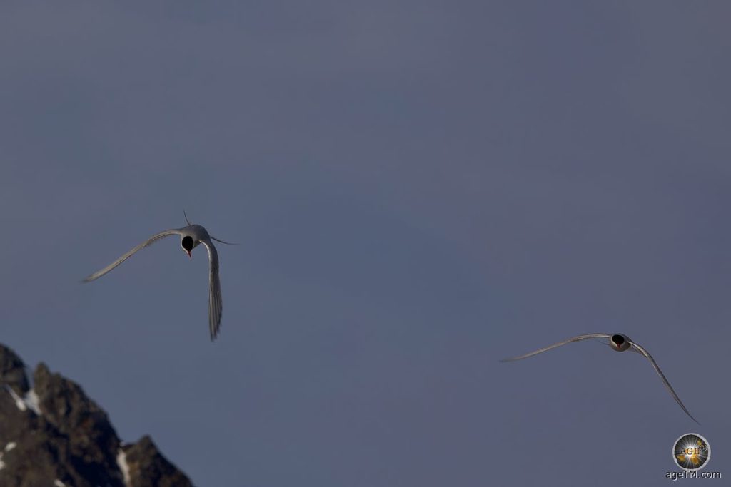Küstenseeschwalben, Arctic terns (Sterna paradisaea) im Flug über Spitzbergen