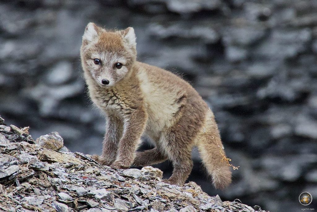 Polarfuchs (Vulpes lagopus) Junger Schneefuchs Eisfuchs Arktischer Fuchs - Tiere der Arktis - Kapp Waldburg Barentsøya Svalbard Barents Island