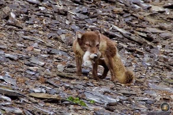 Polarfuchs (Vulpes lagopus) frisst Jungvogel - Schneefuchs Eisfuchs Arktischer Fuchs am Kapp Waldburg Barentsøya Svalbard Barents Island - Tiere der Arktis